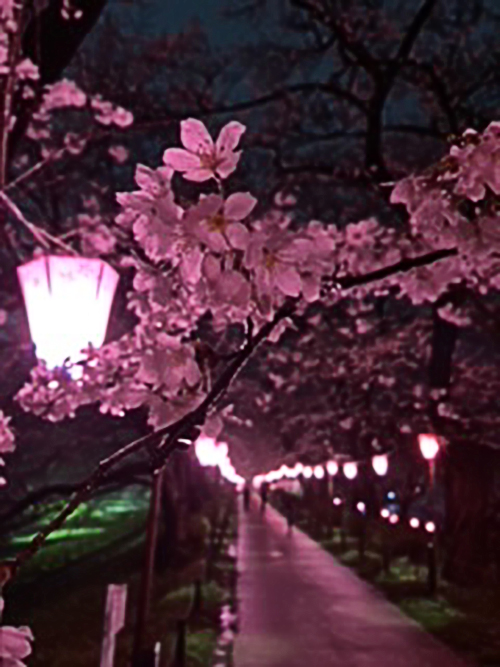 雨の中の夜桜